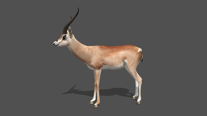 Animated Gazelle – 3D Animal Model – Modello 3D gratuito STL