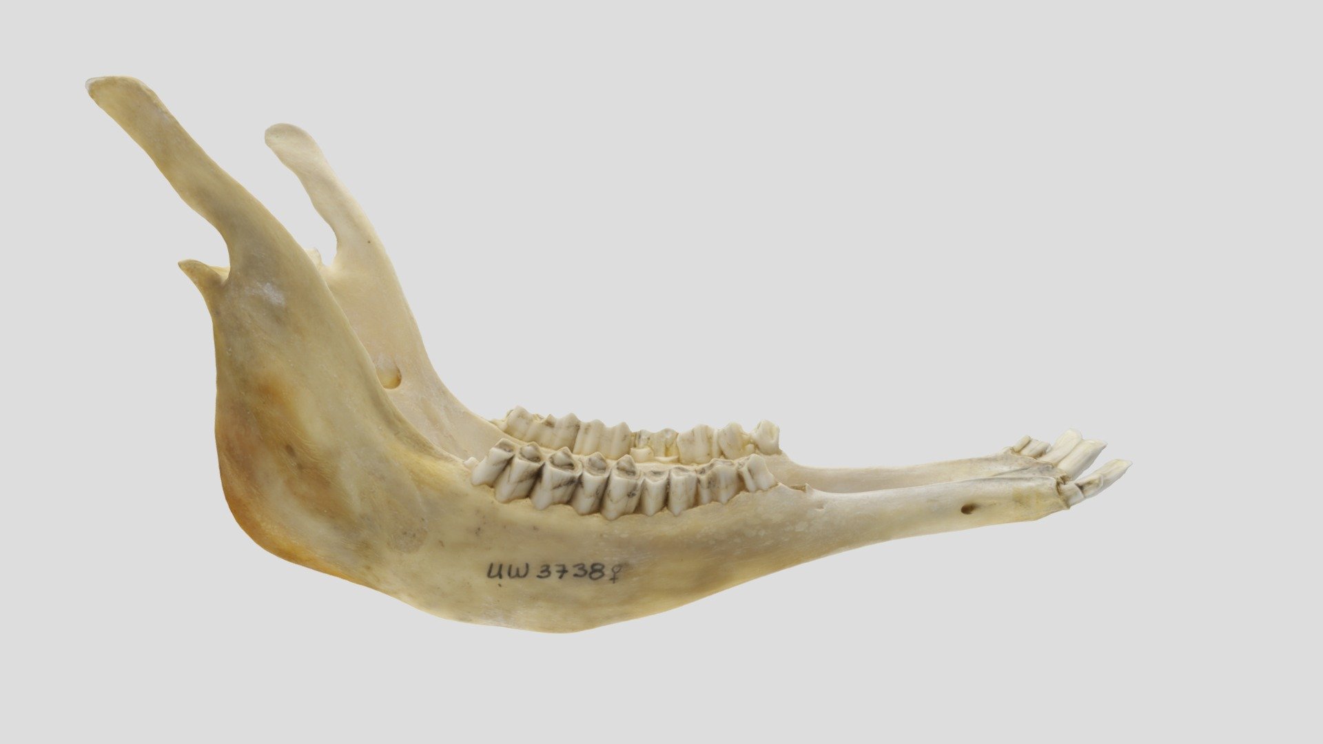 UWYMV 3738, Antilocapra americana - Mandible - Download Free 3D model ...