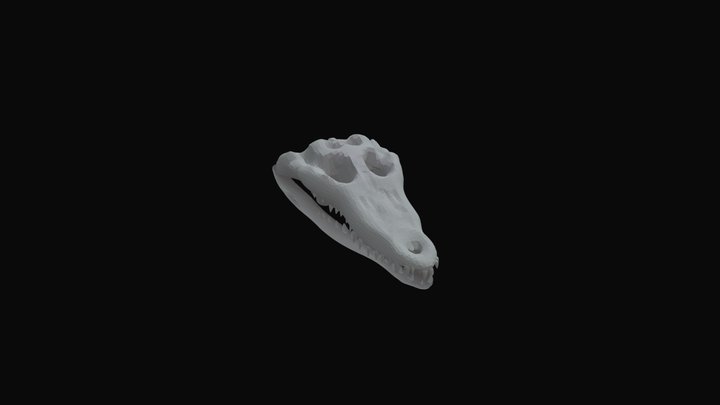 Krokodil schedel Bender 3D Model