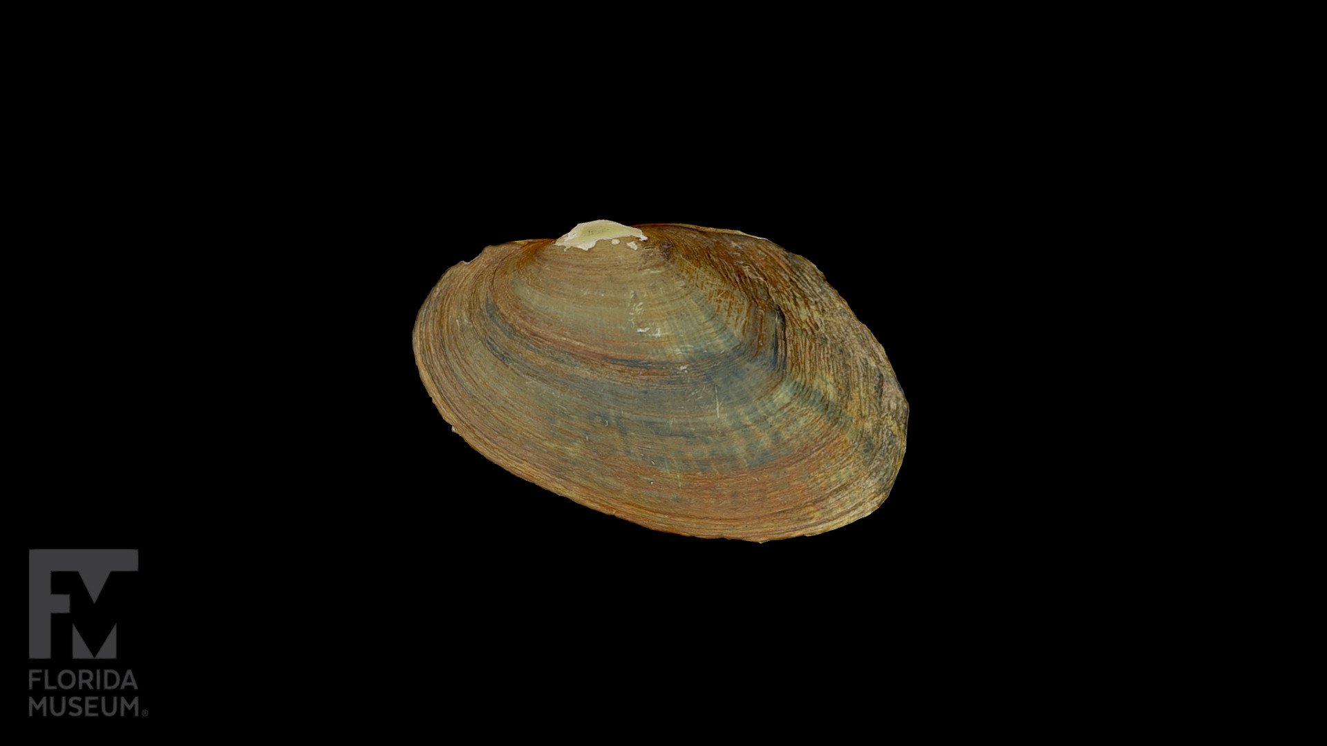 Pascagoula creekshell - Freshwater Mussel - 3D model by FloridaMuseum ...