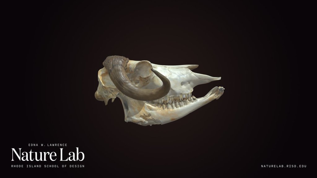 Musk Ox Skull