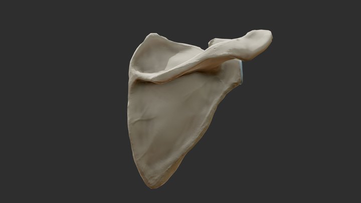 Scapula Bone 3d Model 3D Model