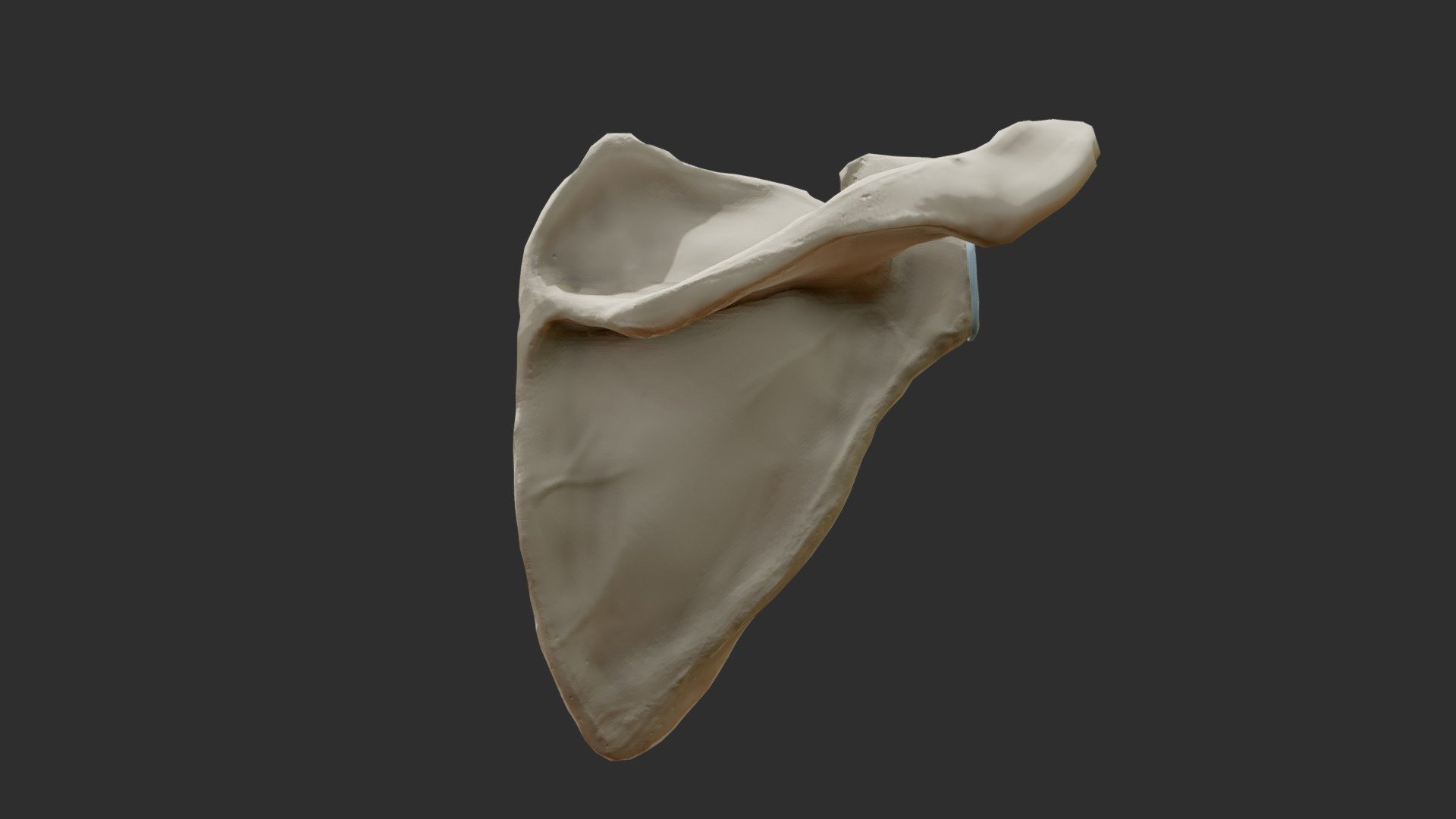 Bones model. Scapula Bone. Лопатка в 3д. 3d модель кость лопатка. Лопатки анатомия 3д.