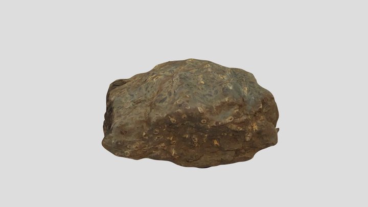 Falls of the Ohio fossil 02 3D Model