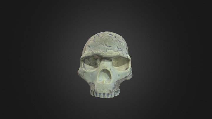 Modern Homo sapiens cranium – Free 3D Model STL