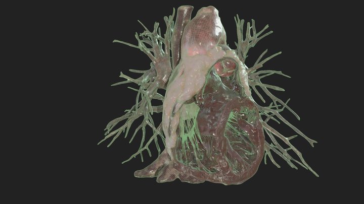 Dissected Heart Anatomy - 3D model 3D Model