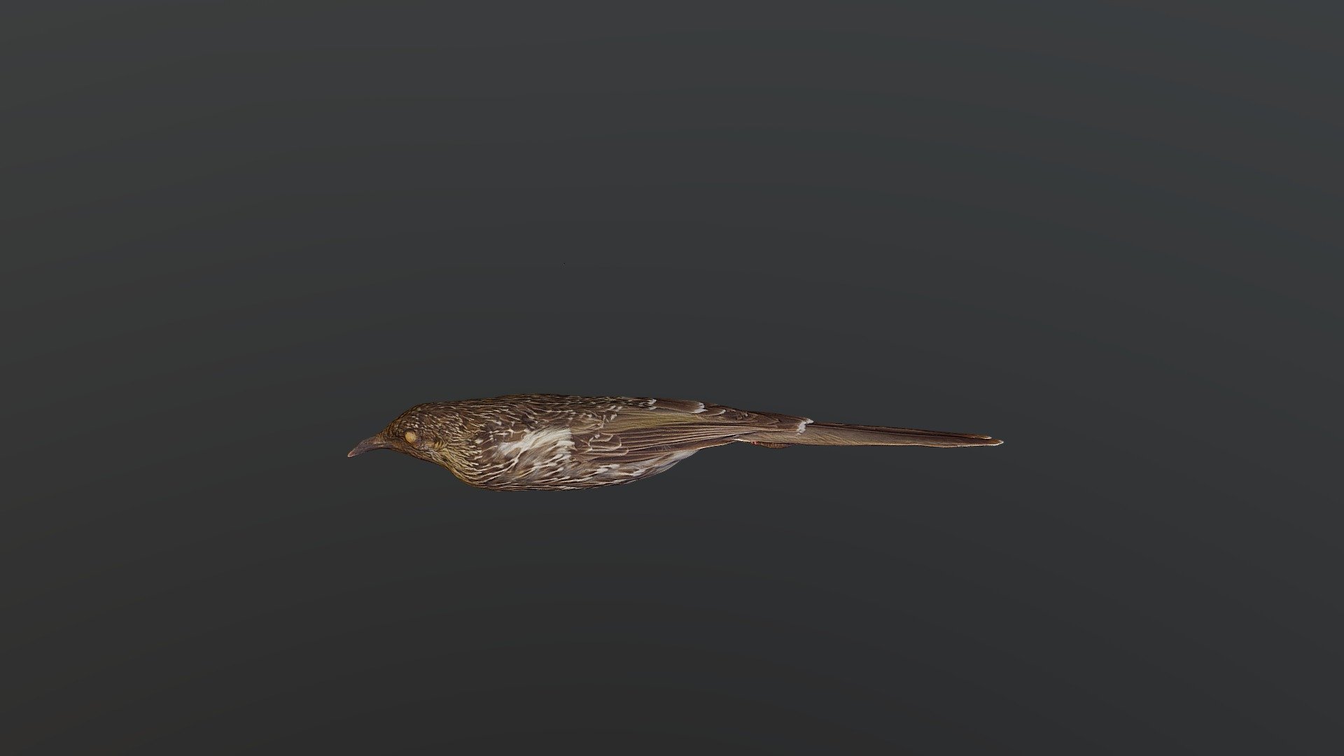 Little Wattlebird - Anthrochaera chrysoptera — Sketchfab embed 3D viewer