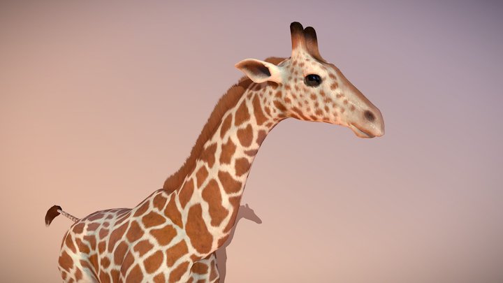 Animated giraffe 3D Model