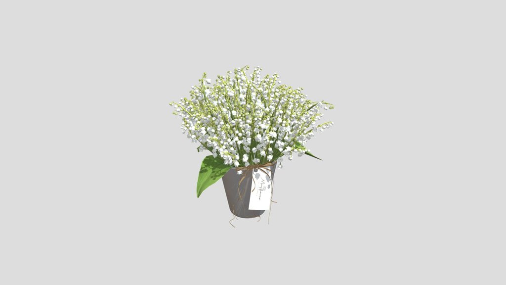 White Lily