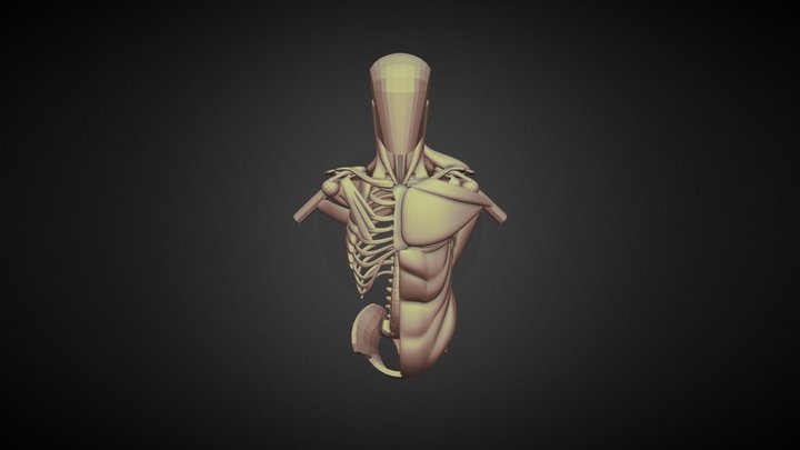Anatomy Torso Studies 3D Model