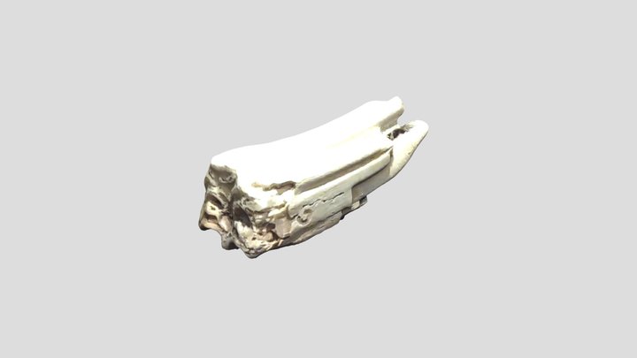Diente de caballo // 3D Model
