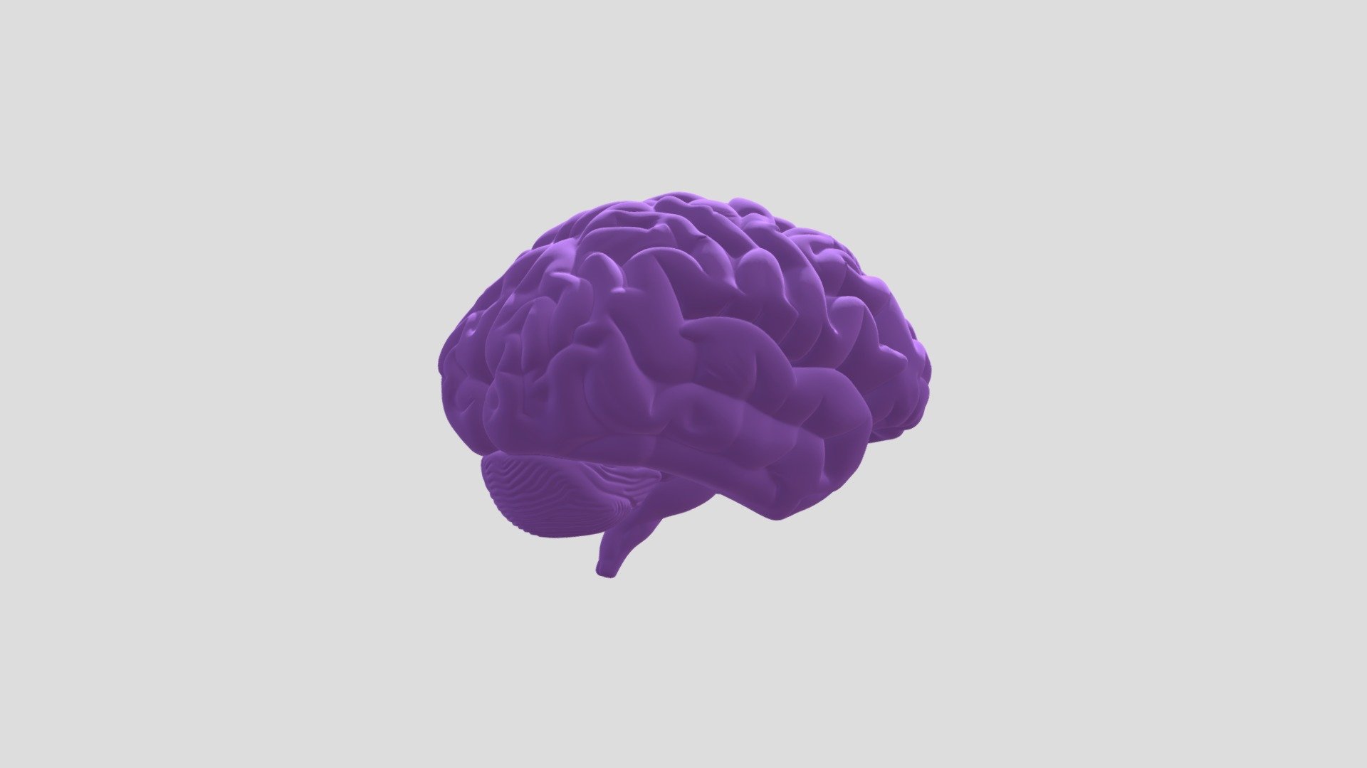 Brain purple - Download Free 3D model by gusxtavoxs [a422a66] - Sketchfab