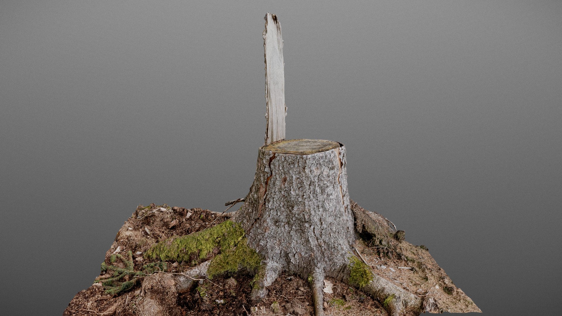 D shape Spruce tree stump - 3D model by axonite [a4236b9] - Sketchfab