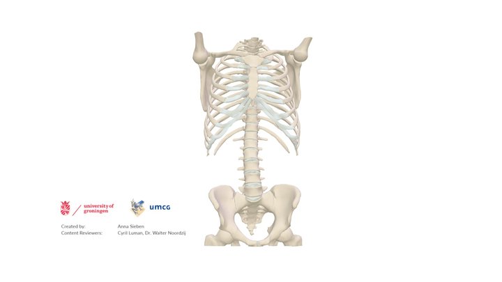 Thoracic & abdominal skeleton, based on CT data 3D Model