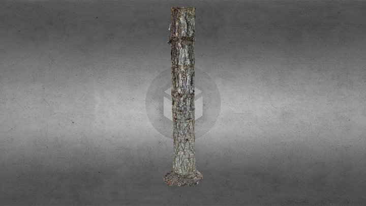 3D Scan: Tree stump 3D Model