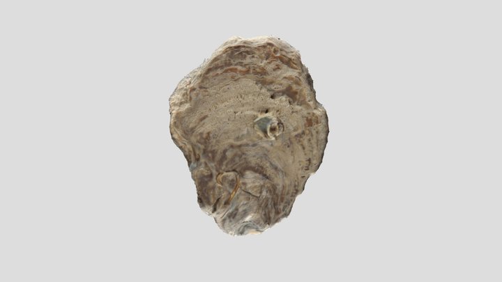 Muestra colección PALEONTOLOGICA – Modello 3D gratuito STL