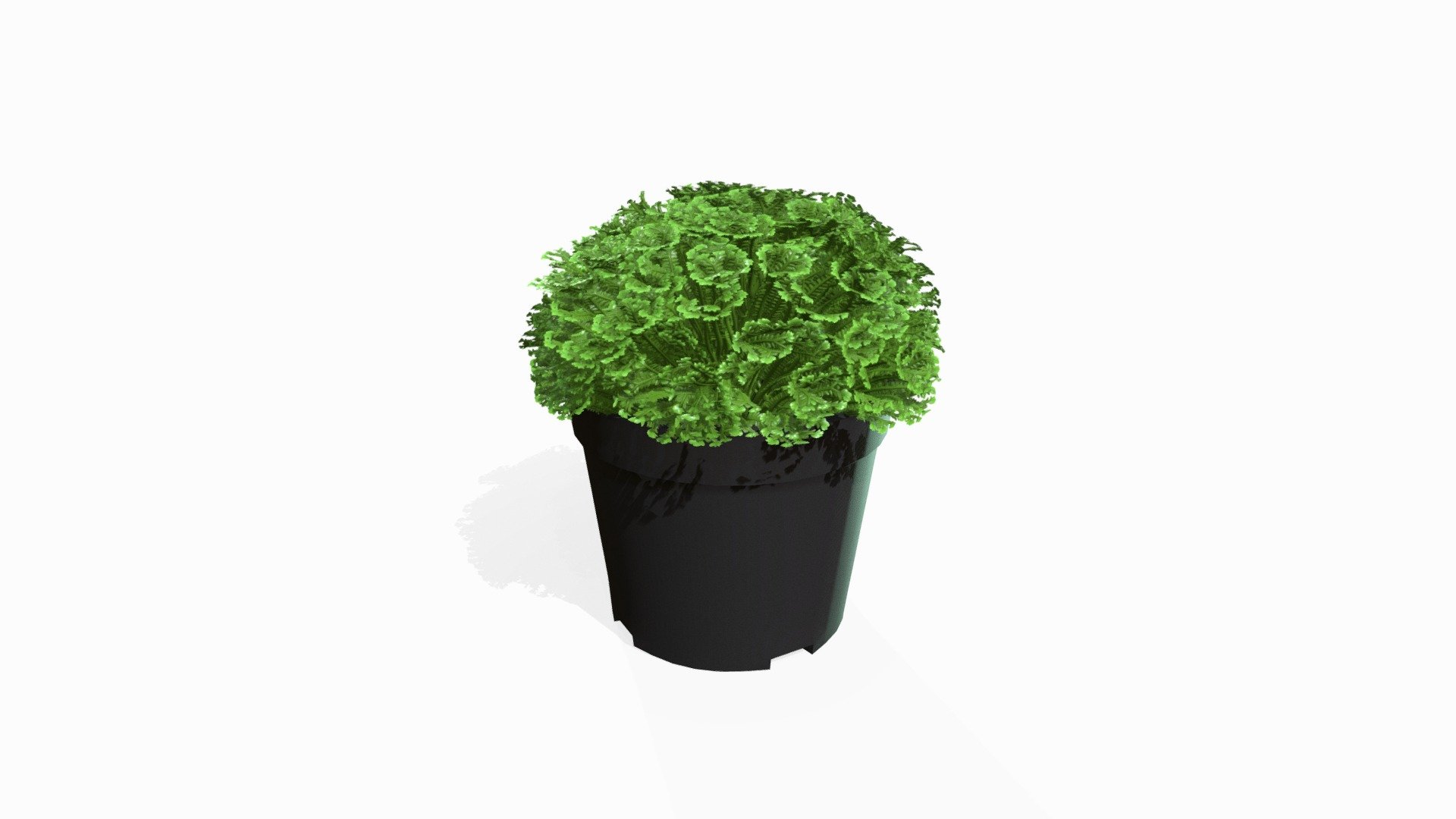 Fern