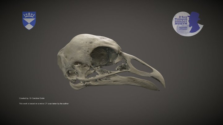 Capercaillie skull – Kostenloses 3D-Modell STL