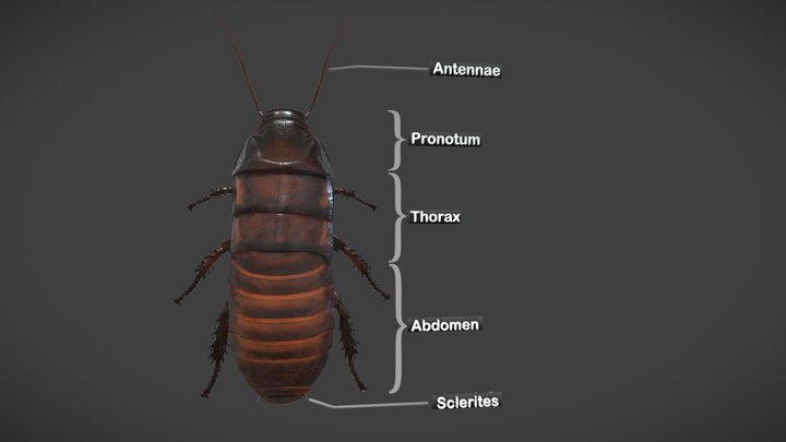 3D Madagascar Hissing Cockroach 3D Model