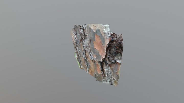 West facing longleaf pine bark 3D Model