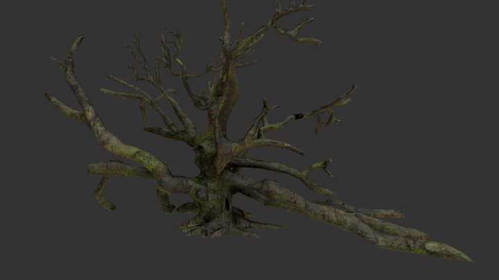Elderly Oak Tree 3D Model