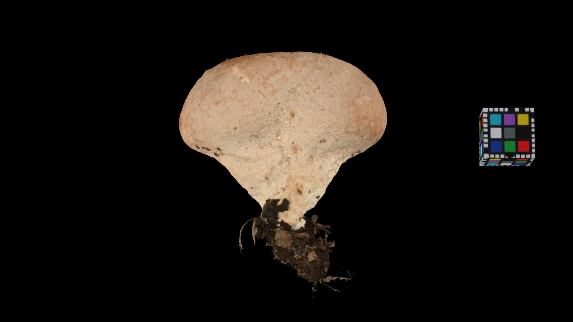 キノコ Mushroom (Unidentified yet)
