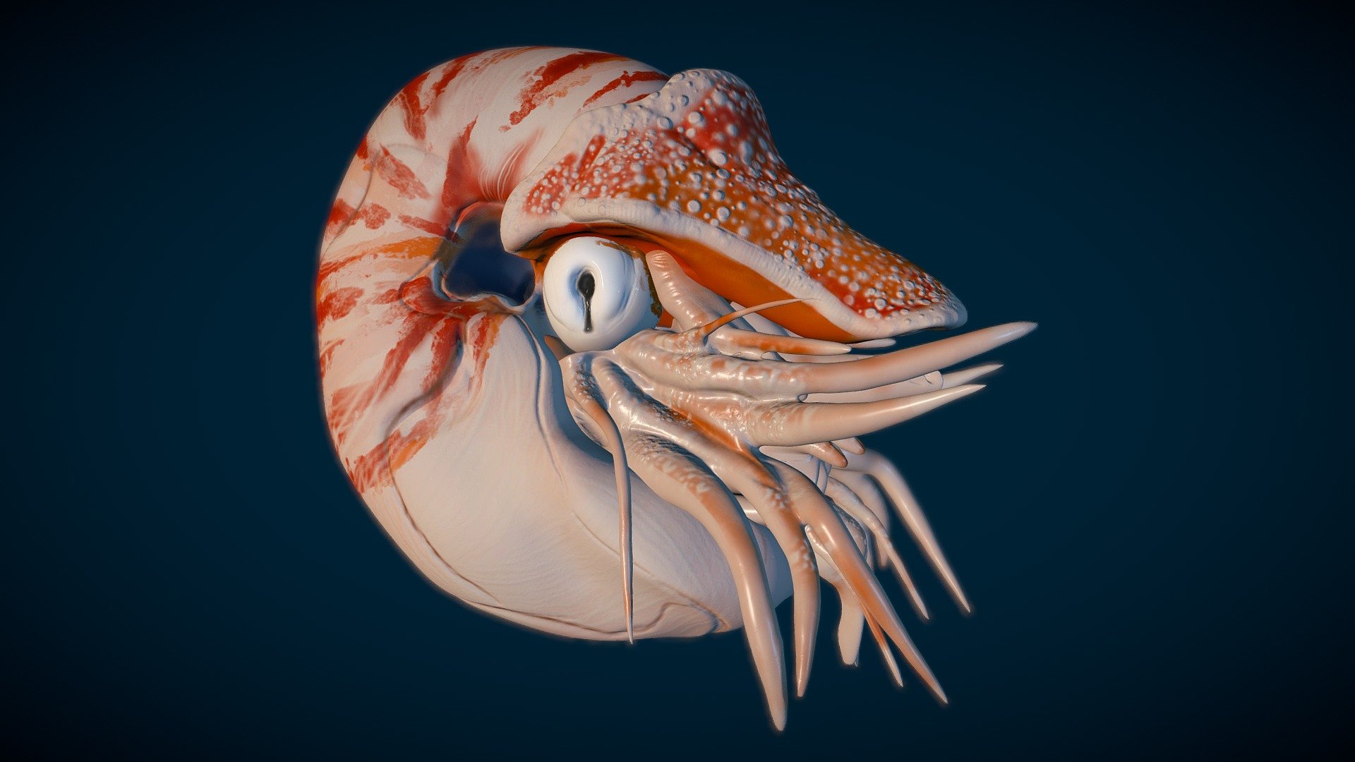 Nautilus - 3D model by Alex R. Martinez (@okayestalex) [a43b78e ...