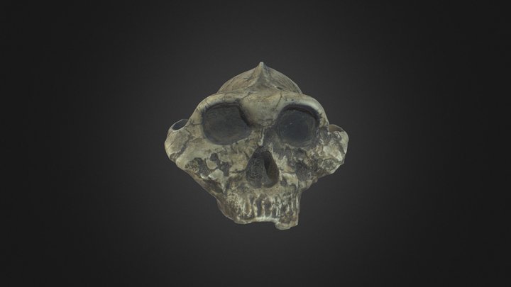 Paranthropus boisei cranium – Free 3D Model STL