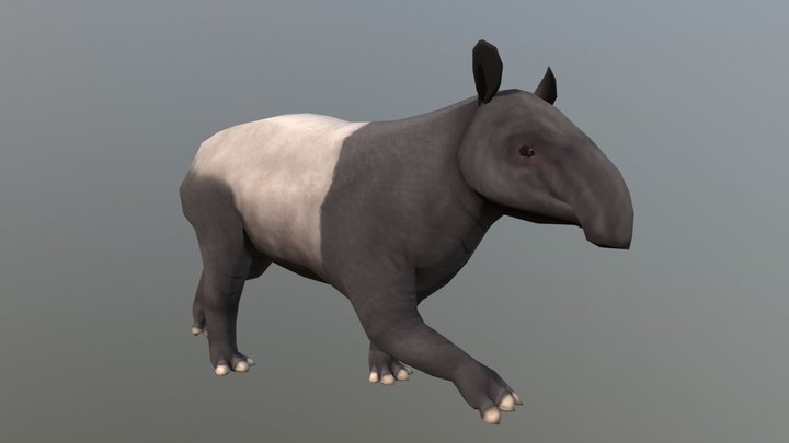 Malayan tapir 3D Model