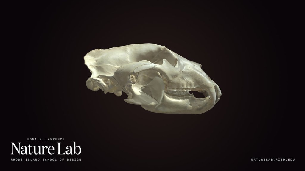 Black Bear Skull