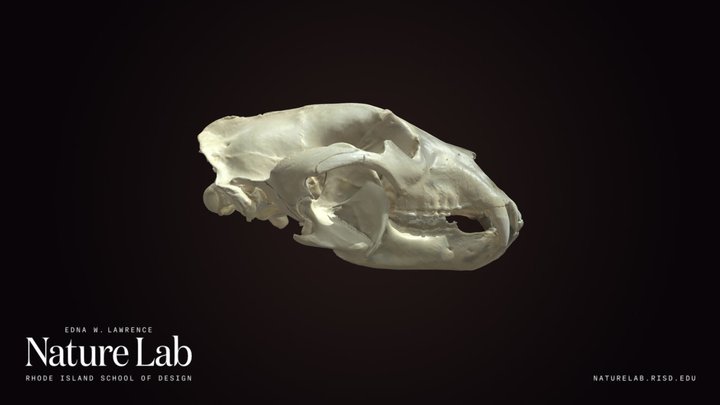 Black Bear Skull – Kostenloses 3D-Modell STL