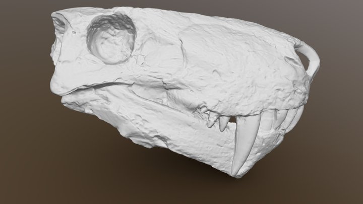 Inostrancevia alexandri skull 3D Model