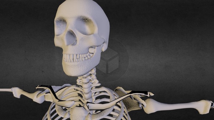 skelet 3D Model