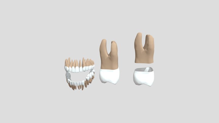 Зубы человека (teeth)