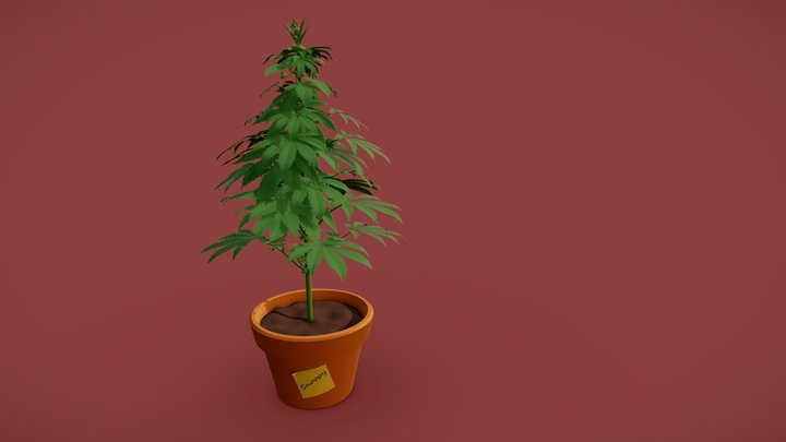 Cannabis_Tektonic_Retry_School 3D Model