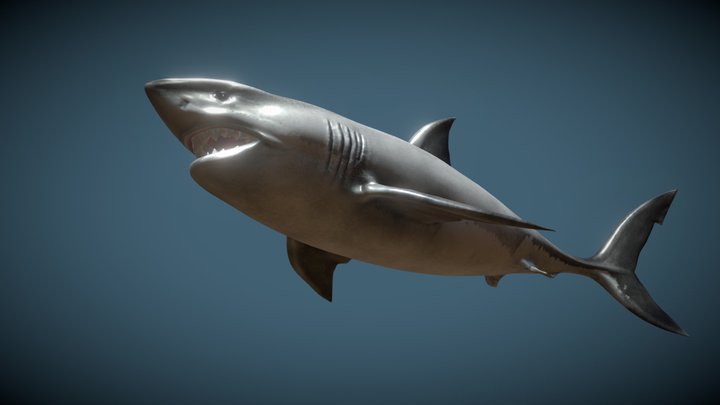 Nemoriko´s : Great White Shark 3D Model