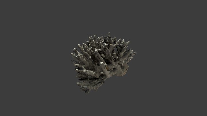 Madrepora formosa – Modello 3D gratuito STL