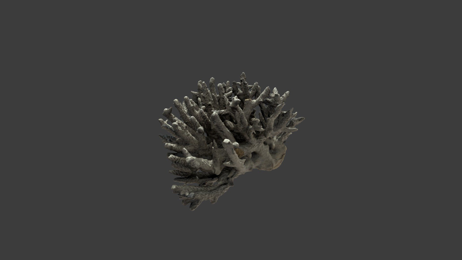 Madrepora formosa