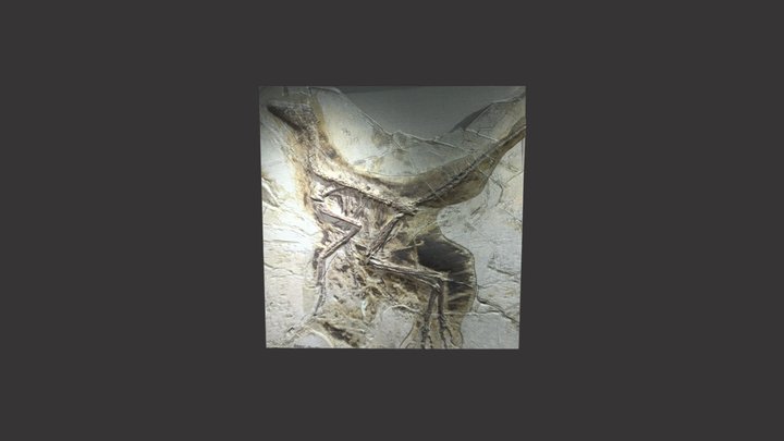 Anchiornis Fossil 3D Model