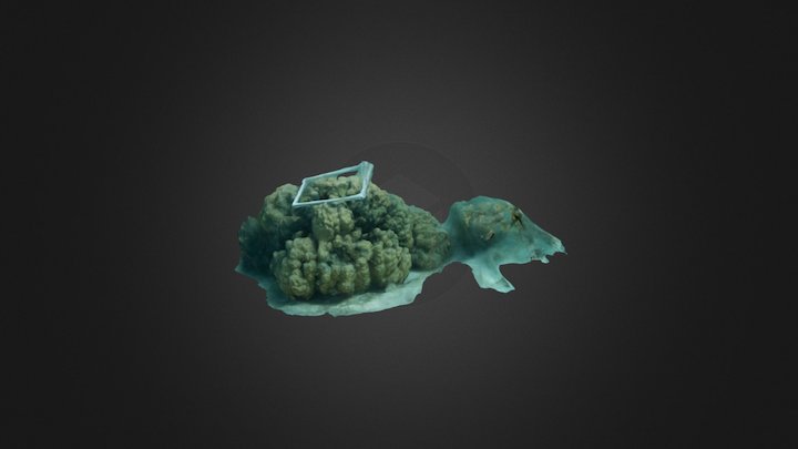 Moorea bommie test 3D Model