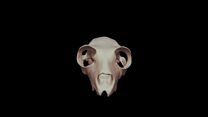 Indri Top 3D Model