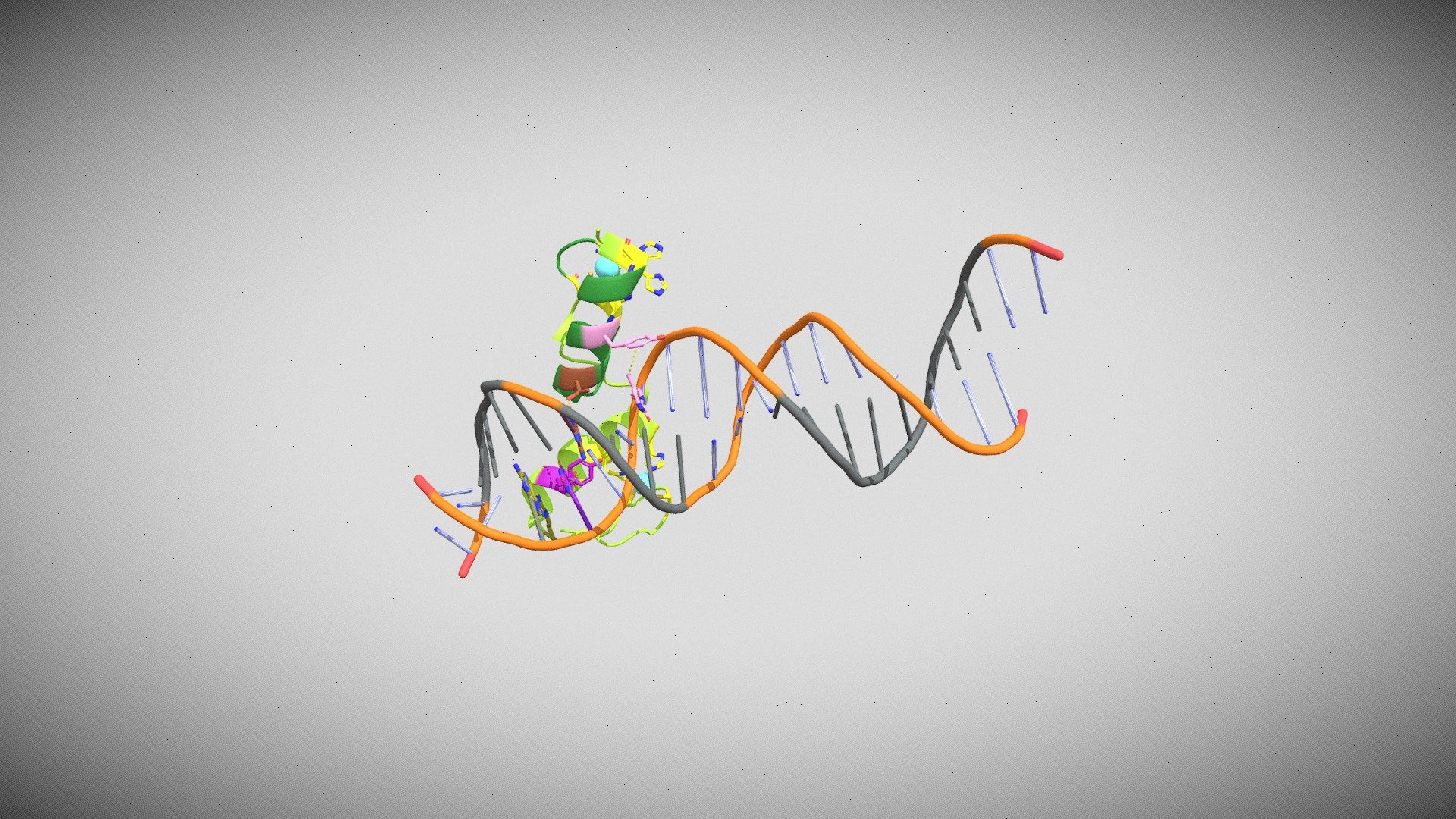 Oncoprotein ZNF217 binds to DNA through F67 - 3D model by ...
