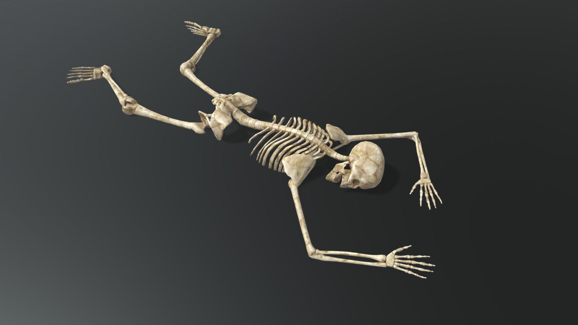 Скелет лежит