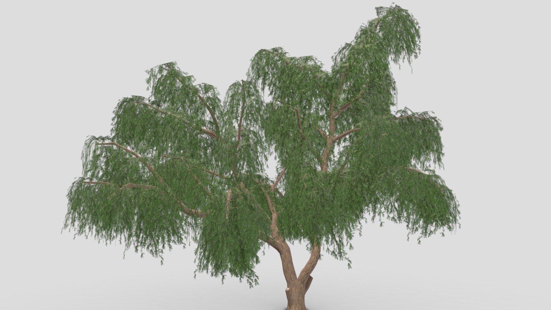 Prosopis Tree- 09 - Buy Royalty Free 3D model by ASMA3D [a45e062 ...