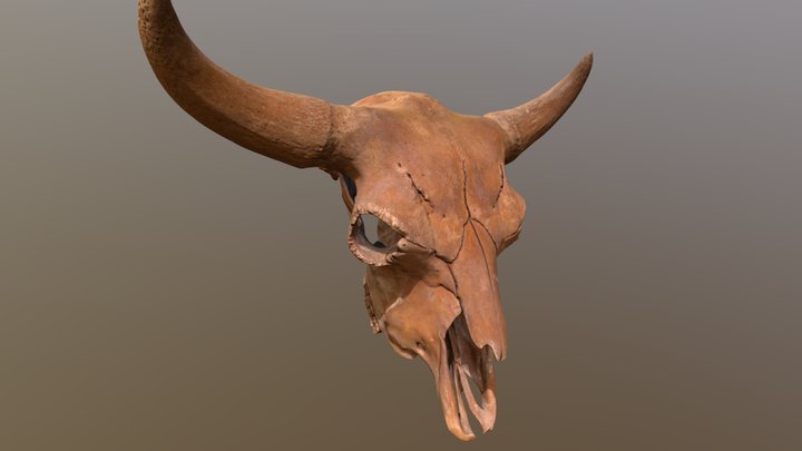 Bison Fossil 3D Model