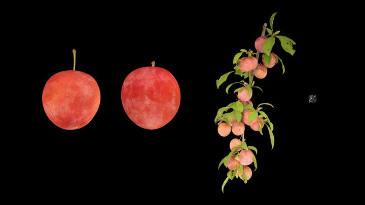 CC0 スモモ Japanese Plum, Prunus salicina