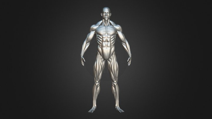Highly Detailed Human Muscles (Male) 3D Model