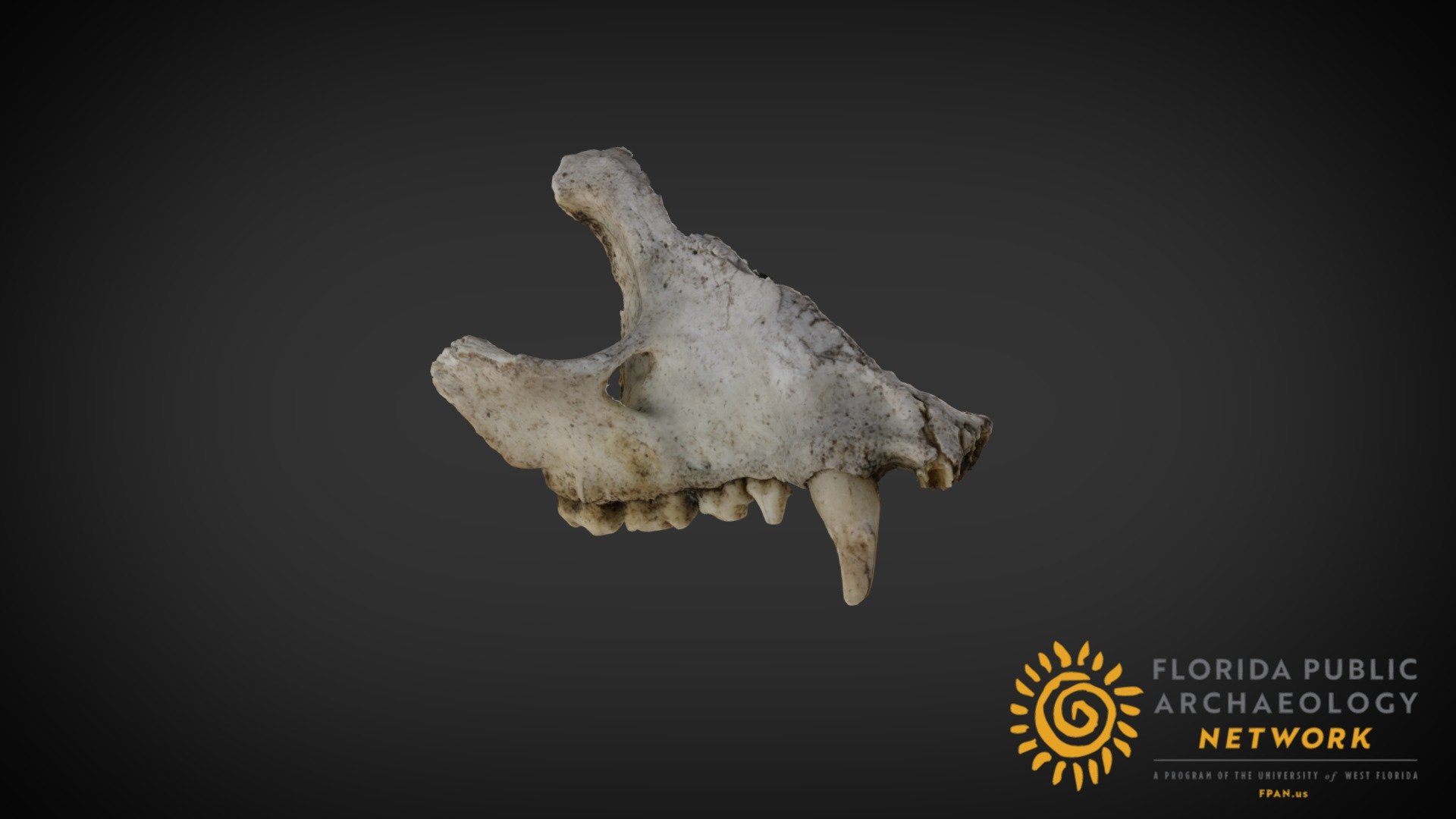 Small Mammal Jaw
