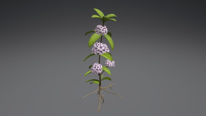 Mint plant 3D Model