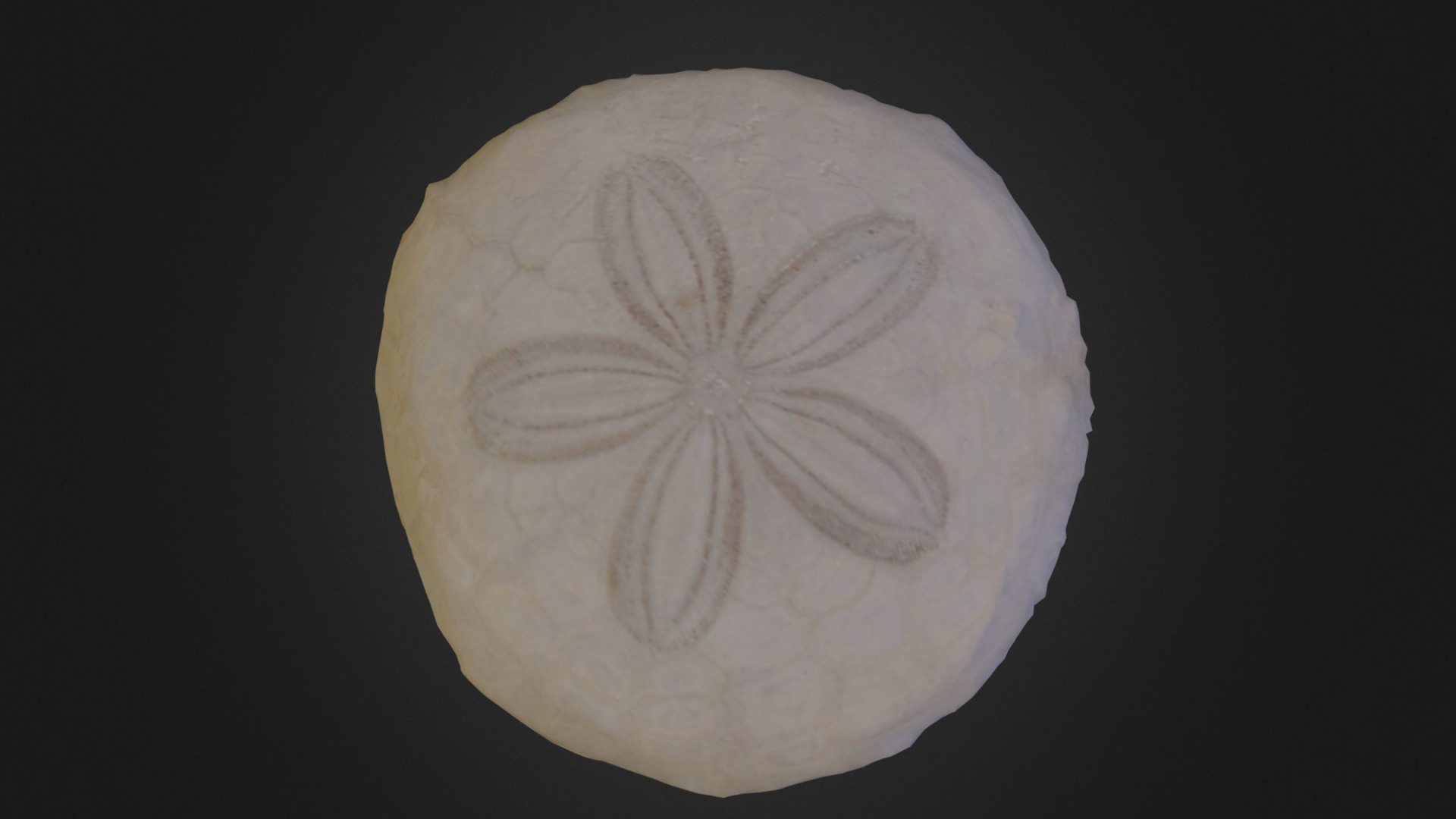 Sand Dollar - 3D model by 3D Fossils (@conqueror78) [a461f05] - Sketchfab